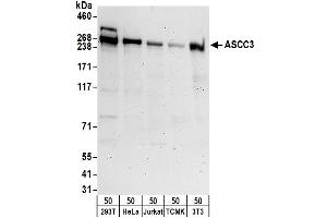 anti-Activating Signal Cointegrator 1 Complex Subunit 3 (ASCC3) (AA 175-225) antibody