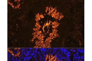 Immunofluorescence analysis of Mouse testis using AKAP4 Polyclonal Antibody at dilution of 1:100. (AKAP4 抗体)