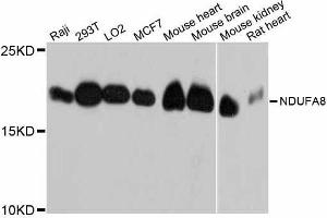 Western blot analysis of extracts of various cell lines, using NDUFA8 antibody. (NDUFA8 抗体  (AA 33-172))