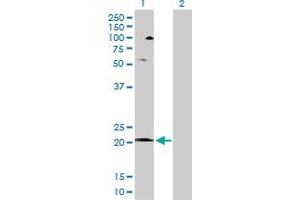 Western Blot analysis of COX5A expression in transfected 293T cell line by COX5A MaxPab polyclonal antibody. (COX5A 抗体  (AA 1-150))