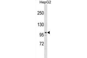 Western Blotting (WB) image for anti-AT Rich Interactive Domain 5B (MRF1-Like) (ARID5B) antibody (ABIN2999466) (ARID5B 抗体)