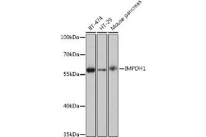 Western blot analysis of extracts of various cell lines, using IMPDH1 Rabbit pAb (ABIN7267878) at 1:1000 dilution.