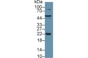 Western Blot; Sample: Porcine Liver lysate; Primary Ab: 1µg/ml Rabbit Anti-Porcine CRP Antibody Second Ab: 0. (CRP 抗体  (AA 20-222))
