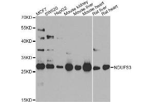 Western blot analysis of extracts of various cell lines, using NDUFS3 antibody. (NDUFS3 抗体  (AA 37-264))
