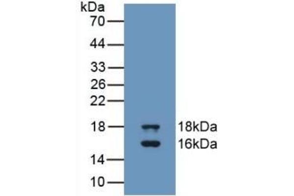 GDF3 Antikörper  (AA 251-364)