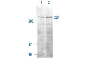 Immunoblotting of MTOR (phospho S2448) polyclonal antibody  is shown to detect a 250 kDa band (indicated) corresponding to phosphorylated human MTOR present in a 293T whole cell lysates. (MTOR 抗体  (pSer2448))