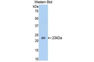Western Blotting (WB) image for anti-Bone Morphogenetic Protein 4 (BMP4) (AA 209-392) antibody (ABIN1858154) (BMP4 抗体  (AA 209-392))
