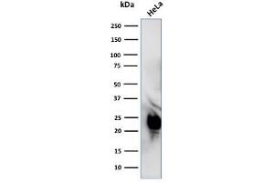 Western Blot Analysis of HeLa cell lysate using Glyoxalase 1 (GLO1) Mouse Monoclonal Antibody (CPTC-GLO1-1). (GLO1 抗体)