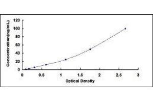 Protein Kinase, AMP-Activated, alpha 1 Catalytic Subunit (PRKAA1) ELISA Kit