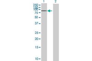 Western Blot analysis of ITFG3 expression in transfected 293T cell line ( H00083986-T01 ) by ITFG3 MaxPab polyclonal antibody. (ITFG3 抗体  (AA 1-552))