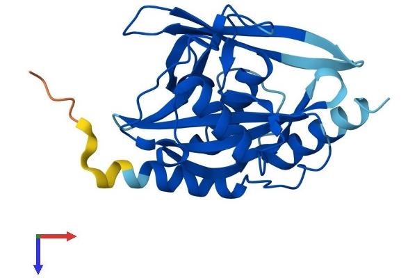 NUDT7 Protein (AA 1-236) (His tag)