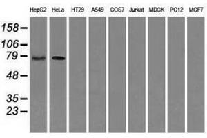 Image no. 3 for anti-RalA Binding Protein 1 (RALBP1) antibody (ABIN1500587) (RALBP1 抗体)
