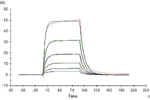 Surface Plasmon Resonance (SPR) image for Interleukin 3 Receptor, alpha (IL3RA) (AA 19-305) protein (His tag) (ABIN7274943)