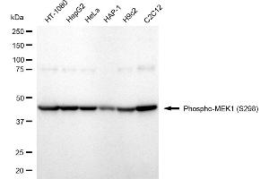Western blotting analysis using Phospho-MEK1 (S298) antibody (ABIN7799462). (Recombinant MEK1 抗体  (pSer298))