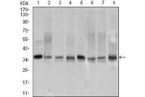 Western Blotting (WB) image for anti-Proliferating Cell Nuclear Antigen (PCNA) (AA 53-196) antibody (ABIN1724759)