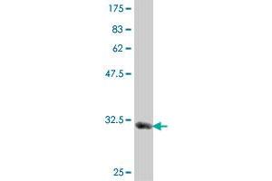 Western Blotting (WB) image for anti-Myosin, Light Chain 1, Alkali, Skeletal, Fast (MYL1) (AA 1-80) antibody (ABIN561896)