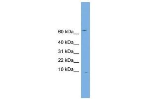 Otospiralin antibody used at 1 ug/ml to detect target protein. (Otospiralin 抗体  (N-Term))