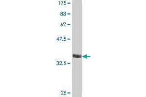 Western Blot detection against Immunogen (38. (TRIM46 抗体  (AA 451-560))