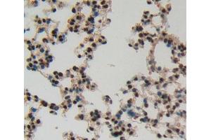 IHC-P analysis of Kidney tissue, with DAB staining. (IRF8 抗体  (AA 1-327))