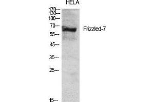 Western Blot (WB) analysis of specific cells using Frizzled-7 Polyclonal Antibody. (FZD7 抗体  (N-Term))