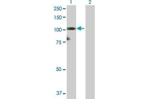 Western Blot analysis of HNRNPUL1 expression in transfected 293T cell line by HNRNPUL1 MaxPab polyclonal antibody. (HNRNPUL1 抗体  (AA 1-804))