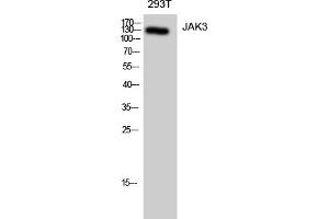 Western Blotting (WB) image for anti-Janus Kinase 3 (JAK3) (Tyr785) antibody (ABIN5959635) (JAK3 抗体  (Tyr785))