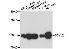Western blot analysis of extracts of various cell lines, using SCYL2 antibody.