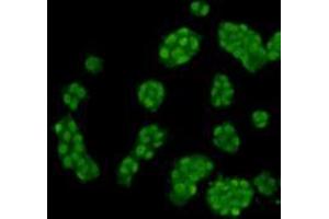 Immunocytochemistry (ICC) image for anti-Histone Cluster 1, H3f (HIST1H3F) (meLys4) antibody (ABIN1854944) (HIST1H3F 抗体  (meLys4))
