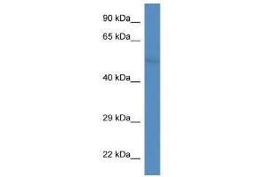 Western Blot showing Fam55d antibody used at a concentration of 1. (FAM55D 抗体  (C-Term))