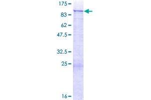 ZNF254 Protein (AA 1-659) (GST tag)