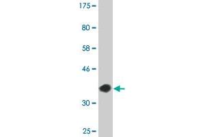 Western Blot detection against Immunogen (36. (CREB5 抗体  (AA 1-99))
