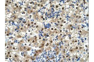 Image no. 1 for anti-Glycerophosphodiester Phosphodiesterase 1 (GDE1) (AA 42-91) antibody (ABIN6738331) (GDE1 抗体  (AA 42-91))