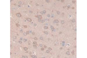 IHC-P analysis of Rat Tissue, with DAB staining. (Prolactin 抗体  (AA 30-226))