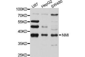 Western blot analysis of extracts of various cell lines, using NMI antibody (ABIN4904546) at 1:1000 dilution.