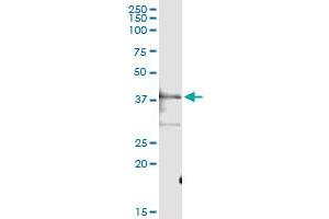 Immunoprecipitation (IP) image for anti-Prostaglandin E Synthase 2 (PTGES2) (AA 1-377) antibody (ABIN529190)