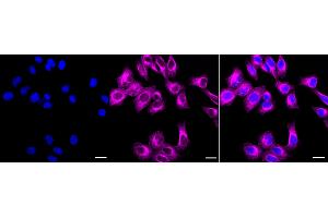 anti-Neuropeptide Y Receptor Y5 (NPY5R) antibody