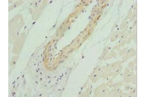 Immunohistochemistry of paraffin-embedded human heart tissue using ABIN7164754 at dilution of 1:100 (PRAS40 抗体  (AA 132-256))