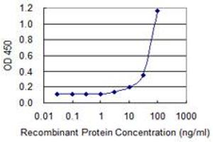 Detection limit for recombinant GST tagged MYBL1 is 1 ng/ml as a capture antibody. (MYBL1 抗体  (AA 625-734))