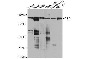 Western blot analysis of extracts of various cell lines, using PER1 antibody (ABIN5974860) at 1/1000 dilution.