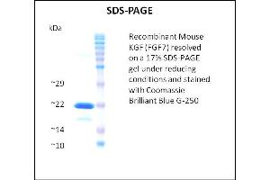 SDS-PAGE (SDS) image for Fibroblast Growth Factor 7 (FGF7) (Active) protein (ABIN5509362) (FGF7 蛋白)