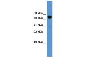 WB Suggested Anti-Bmp10 Antibody Titration:  0. (BMP10 抗体  (N-Term))