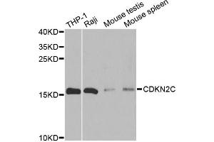 Western blot analysis of extracts of various cell lines, using CDKN2C antibody (ABIN6291903) at 1:500 dilution. (CDKN2C 抗体)
