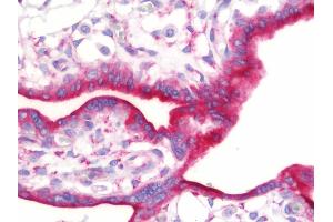 Anti-ASNS antibody IHC staining of human placenta. (Asparagine Synthetase 抗体  (AA 1-267))