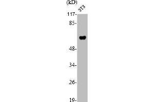 Western Blot analysis of NIH-3T3 cells using RUNX2 Polyclonal Antibody (RUNX2 抗体  (Internal Region))