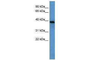 WB Suggested Anti-Ambp Antibody Titration:  0.