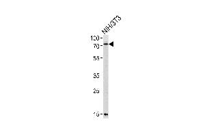 Western blot analysis of lysate from mouse NIH/3T3 cell line, using Mouse Pak3 Antibody (N-term) (ABIN657852 and ABIN2846813). (PAK3 抗体  (N-Term))