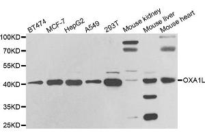 Western blot analysis of extracts of various cell lines, using OXA1L antibody (ABIN5973722) at 1/1000 dilution. (OXA1L 抗体)