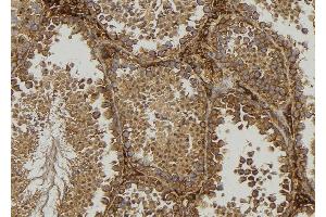 ABIN6276853 at 1/100 staining Mouse testis tissue by IHC-P. (Frataxin 抗体  (Internal Region))