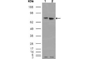 Western blot analysis using ER mouse mAb against HEK293T cells transfected with the pCMV6-ENTRY control (1) and pCMV6-ENTRY ER cDNA (2). (Estrogen Receptor alpha 抗体)