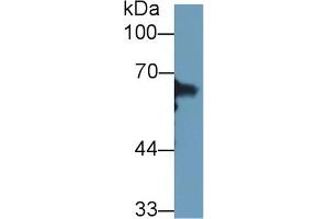 Western Blotting (WB) image for anti-Heat Shock 70kDa Protein 1-Like (HSPA1L) (AA 1-641) antibody (ABIN7436975)